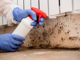 Best Mold Damage Restoration  in Clarence, IA